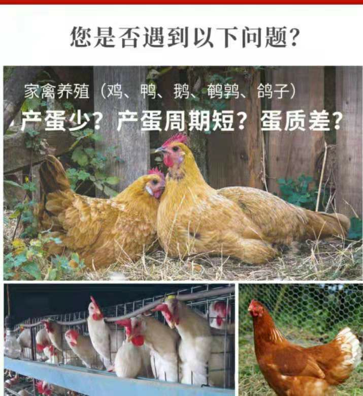 混合型饲料添加剂  蛋禽常备『蛋加加』纯中制剂直接拌料即可