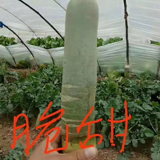 潍坊 正宗潍县萝卜批发零售
