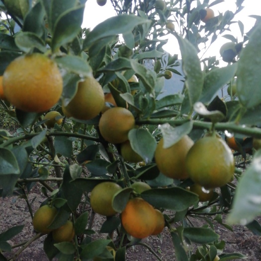 德昌县脆蜜金桔 4-5cm 1两以下
