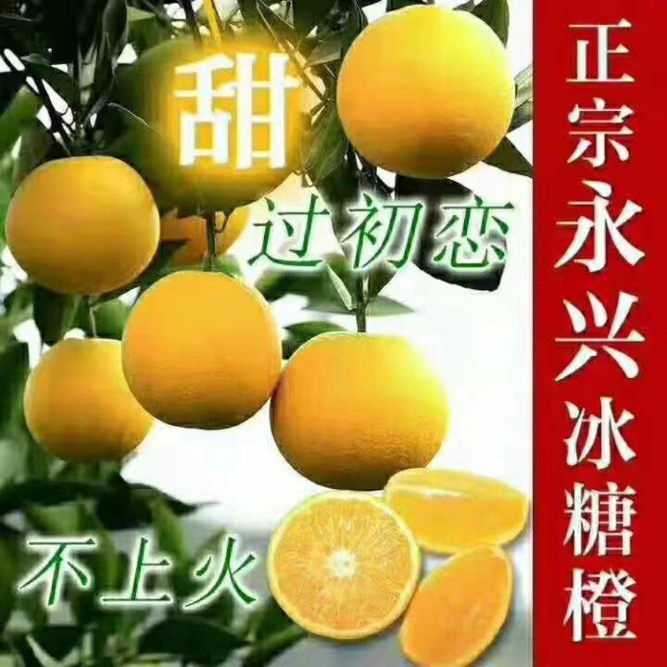 郴州永兴冰糖橙甜香橙