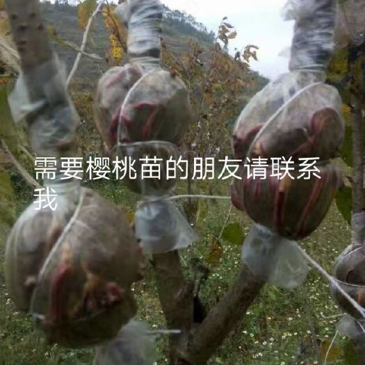 纳雍县玛瑙红樱桃树苗 玛瑙红樱桃香甜可口，汁多美味，口感及好