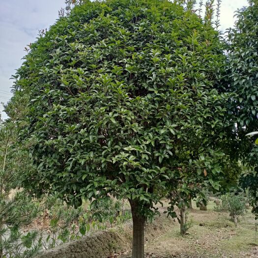 九江金桂 桂花