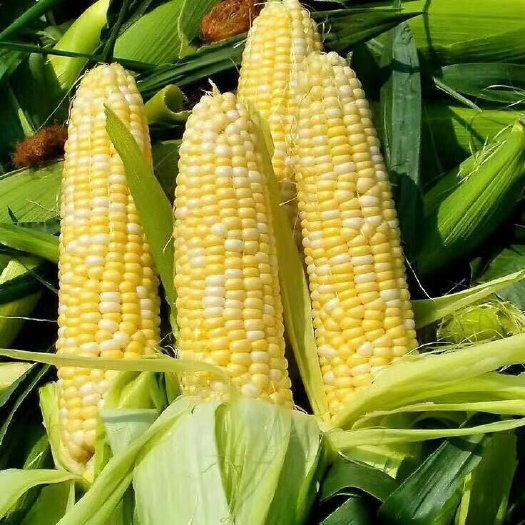 昆明云南新鲜水果玉米3斤5斤10斤包邮当季孕妇水果玉米