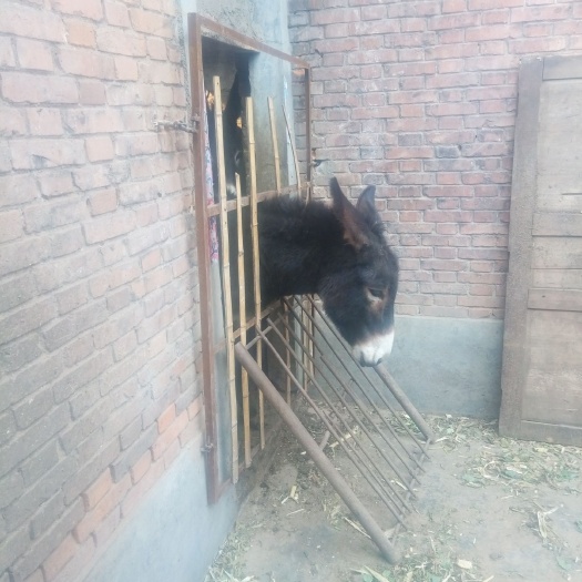 登封市 驢