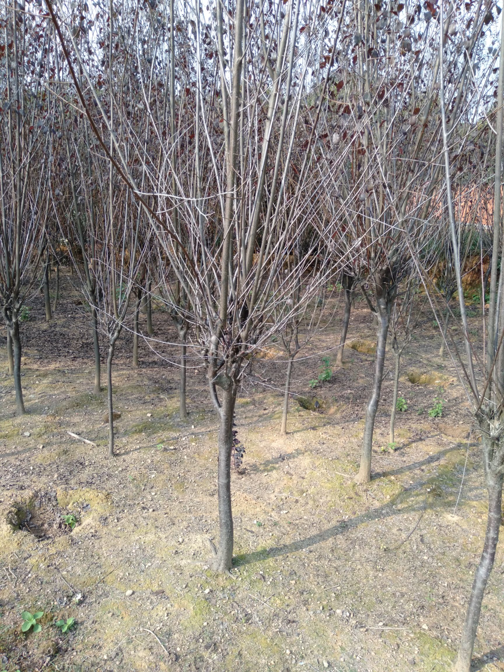 普通红叶李 紫叶李从2公分一8公分，分枝60一80，数量几十万株