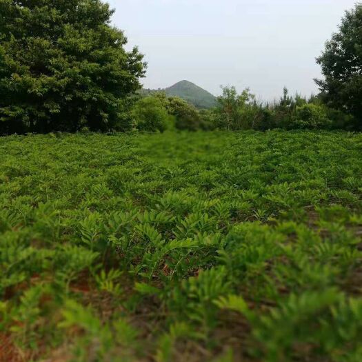 桂阳县 2019年新鲜玉竹