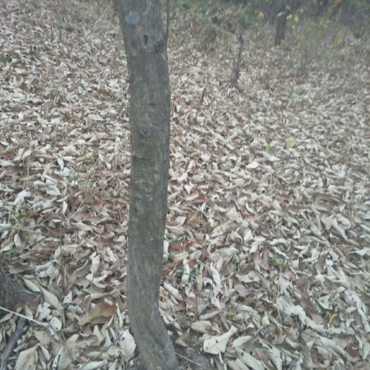 舒城县多花紫藤 高大粗壮
十年以上
