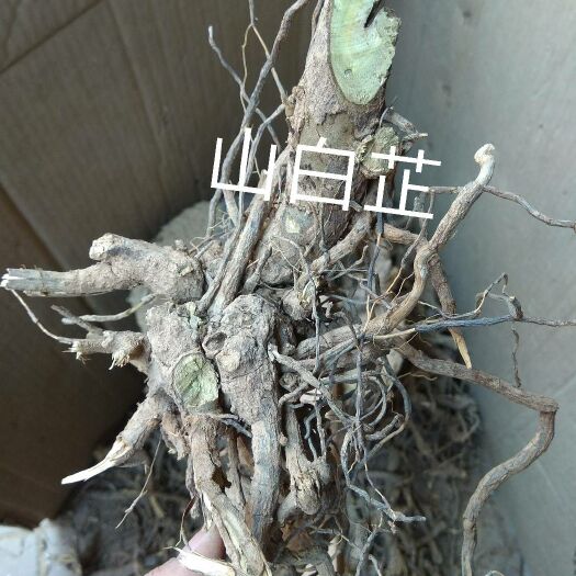 尤溪县 羊耳菊，山白芷，白面风，过饥草，