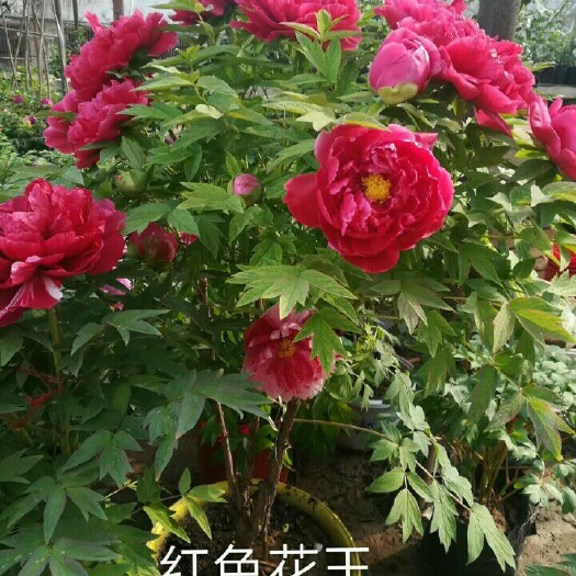 菏泽花王 0.5~1米 4~6cm 4~6cm
