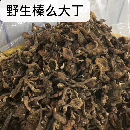 五大连池生野干榛蘑 产自黑龙江省小兴安岭深山区，天然野生榛蘑，木耳，纯绿色食品