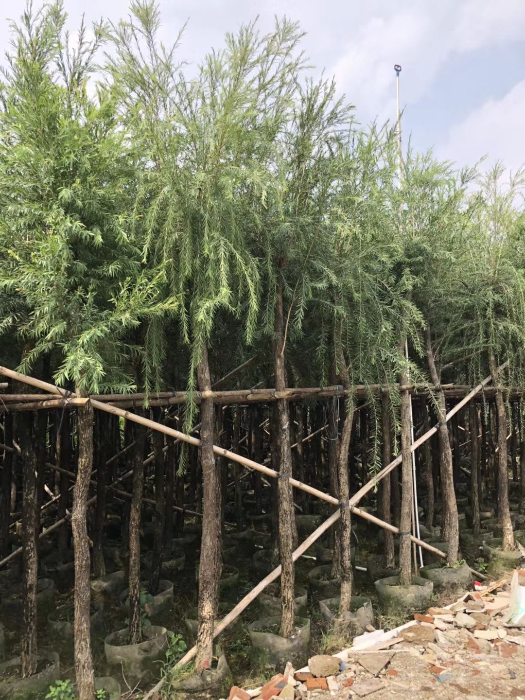 串钱柳（红千层）米径：12-15公分袋苗和假植苗出售批发