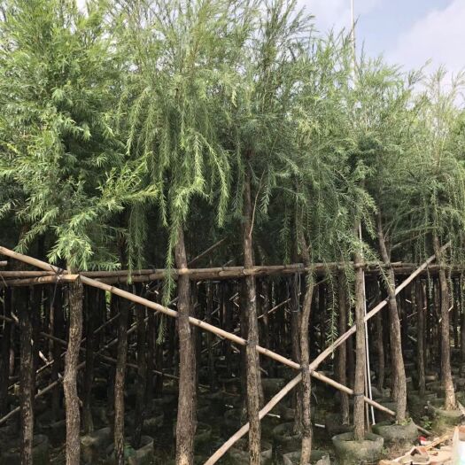串钱柳（红千层）米径：12-15公分袋苗和假植苗出售批发