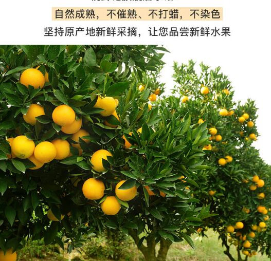  湖南省新宁县崀山脐橙不打腊自然熟自产自销香甜爽口
