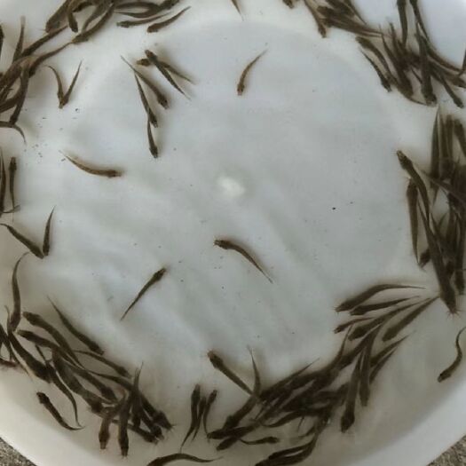 南宁泥鳅苗 泥鳅
