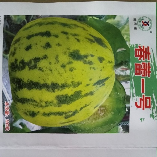 扶沟县春蕾一号甜瓜种子~产量高，含糖量高，结果期长，果肉绿色抗病，