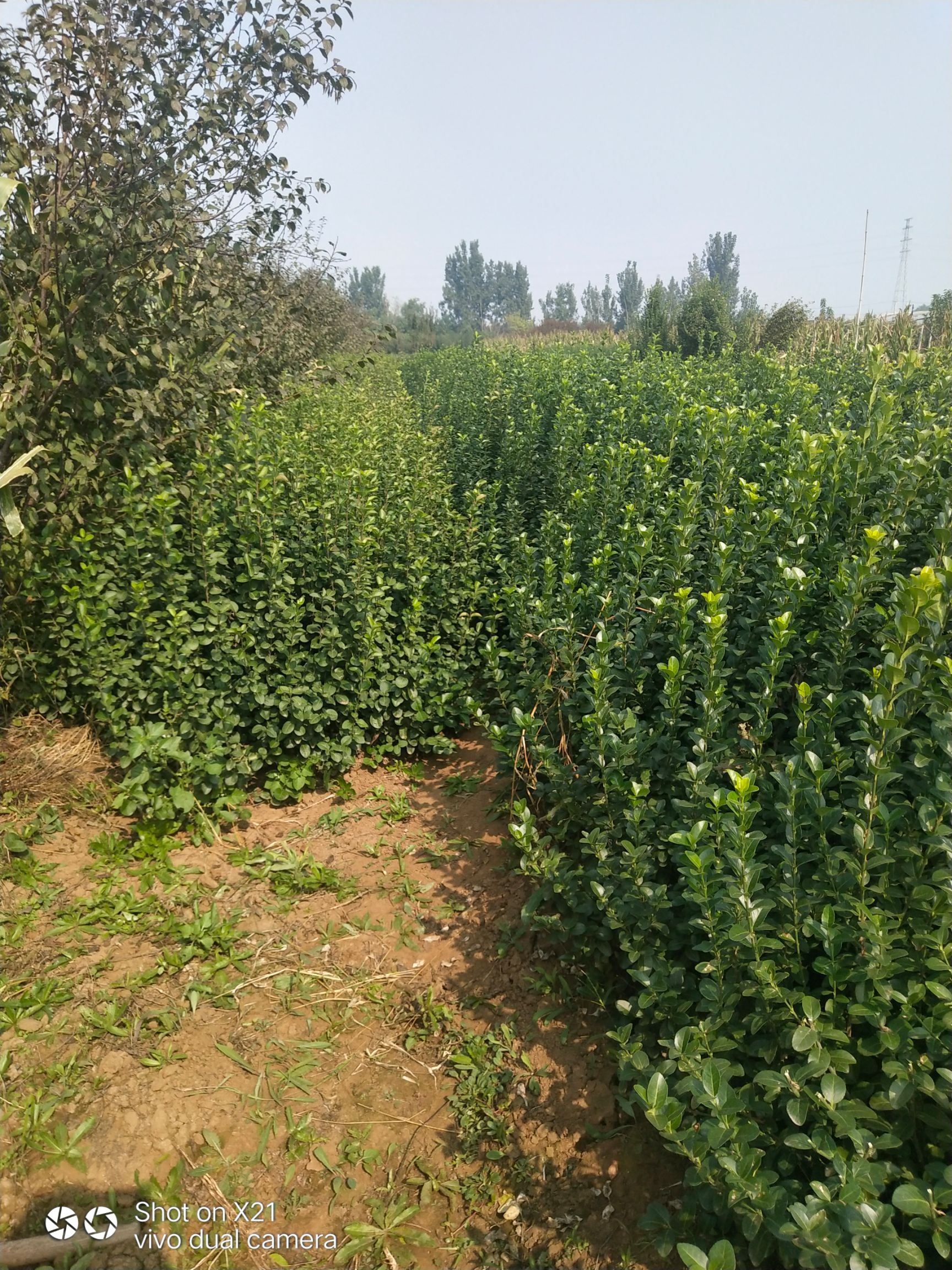  批发绿化苗木行道树卫矛 绿篱植物大叶黄杨苗 北海道黄杨价格