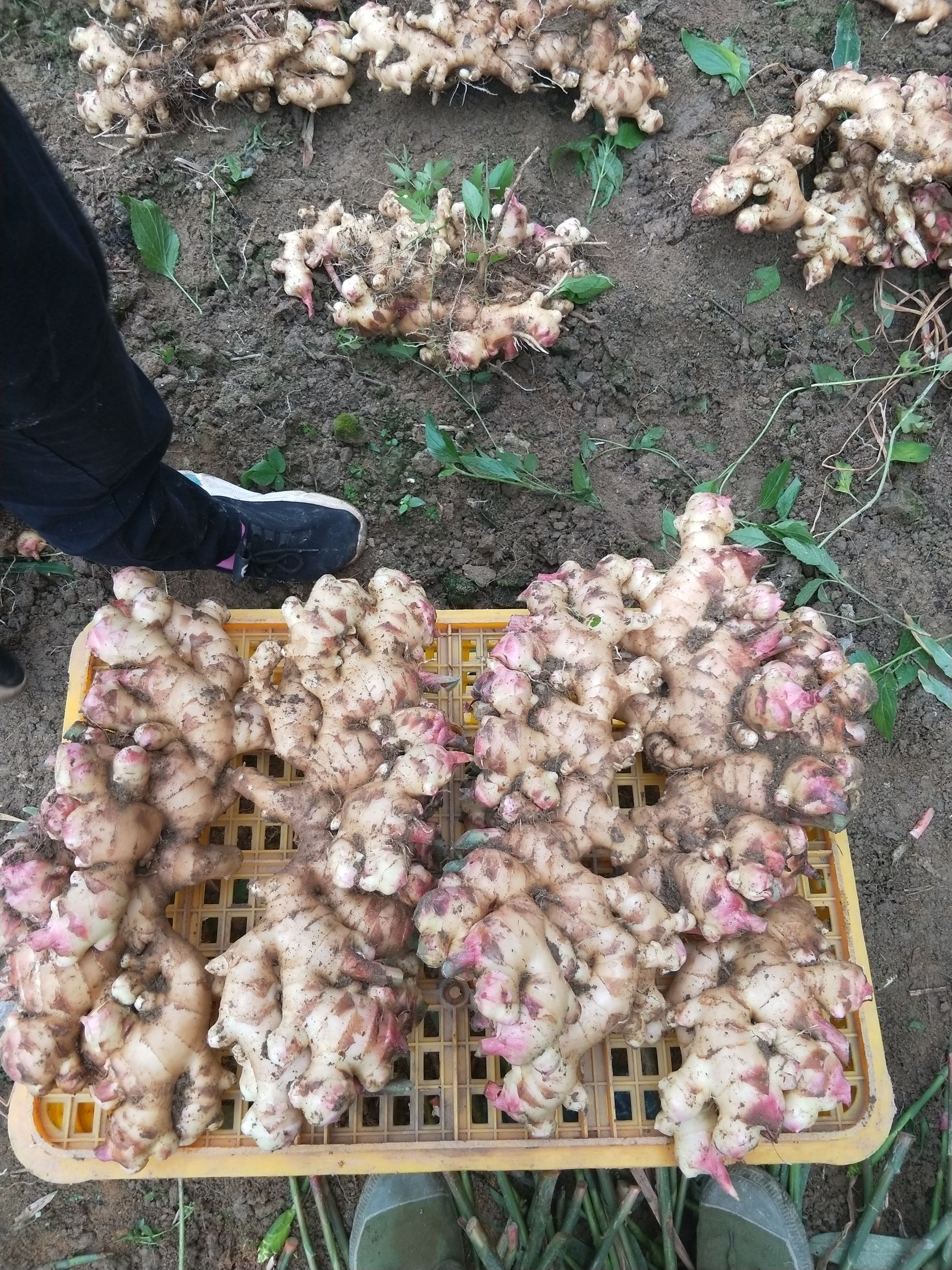 大肉姜姜种 生姜 广东本地姜 仔姜 老姜 月子姜 肉姜 姜种