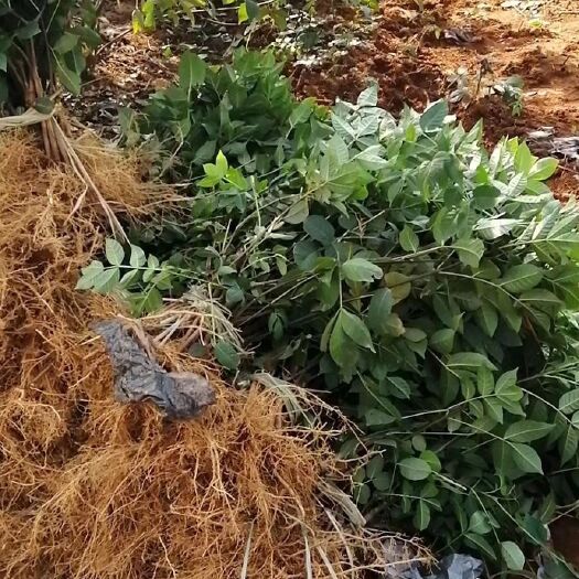 樟树市吴茱萸苗 江西樟树纯正中花吴茱萸扦插苗