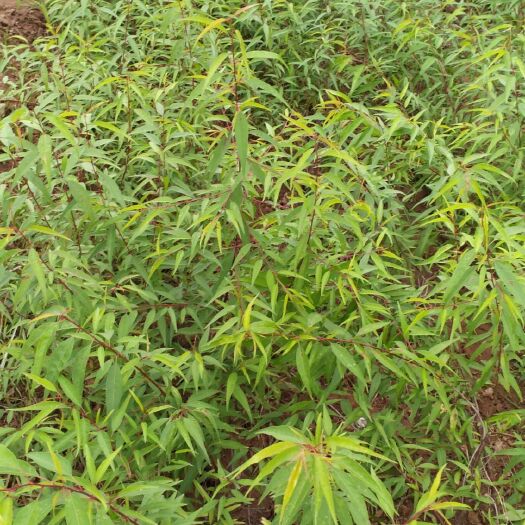 渭源县大量出售山桃树苗，地径0.4到4公分