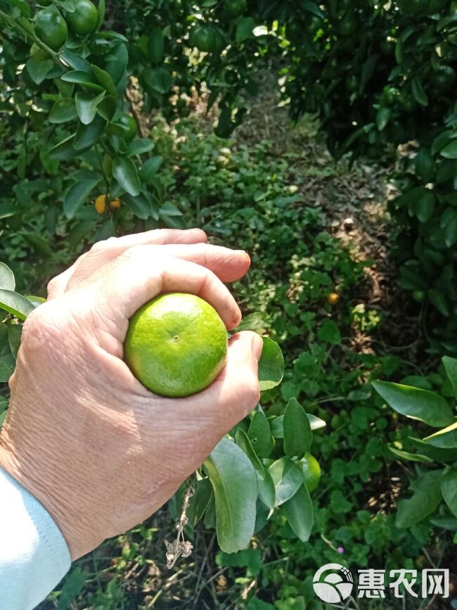 青皮蜜桔 青皮蜜橘