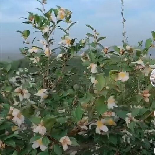 安远县野生山茶油 大山之中的黄金：茶油