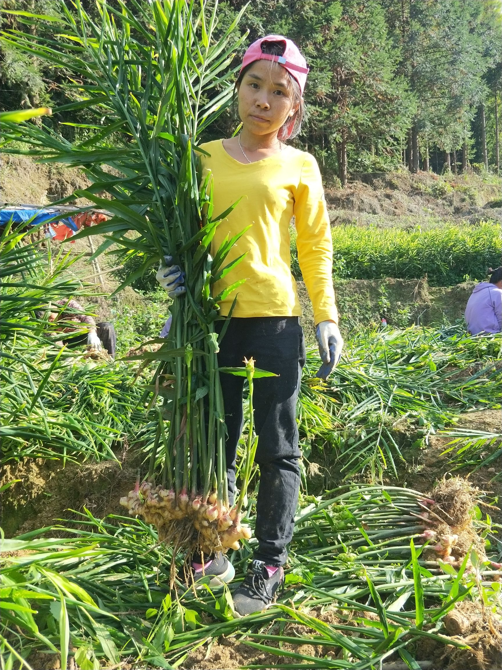 大肉姜姜种 生姜 广东本地姜 仔姜 老姜 月子姜 肉姜 姜种