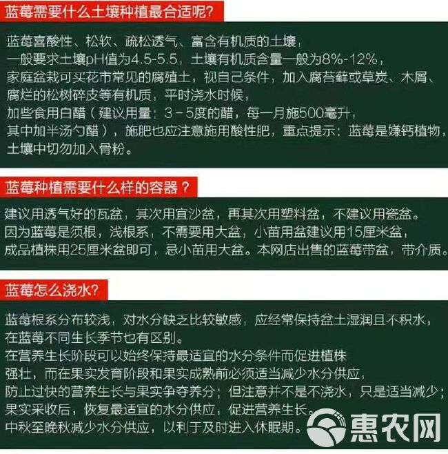 薄雾蓝莓苗  蓝莓苗 薄雾蓝莓 优质苗 当年挂果包品种 成活率高。