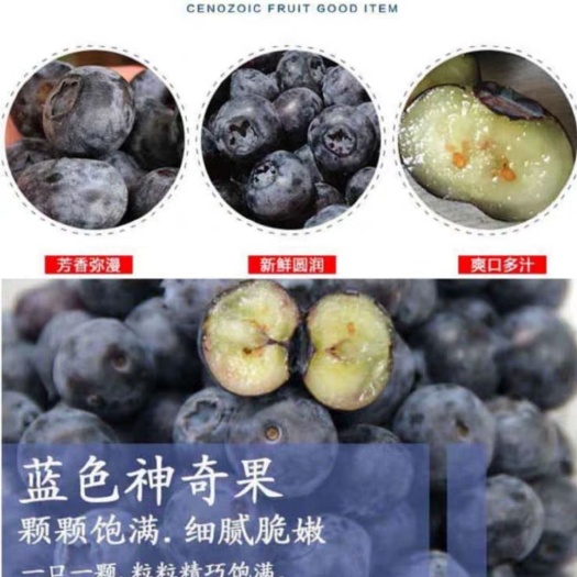 平邑县 蓝莓苗包品种保纯度死苗补发，兔眼，黑尼尔，薄雾品种齐全