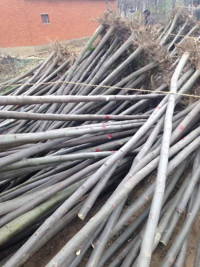  栾树 南栾基地直供 货量大 自产自销价格优惠  包装车