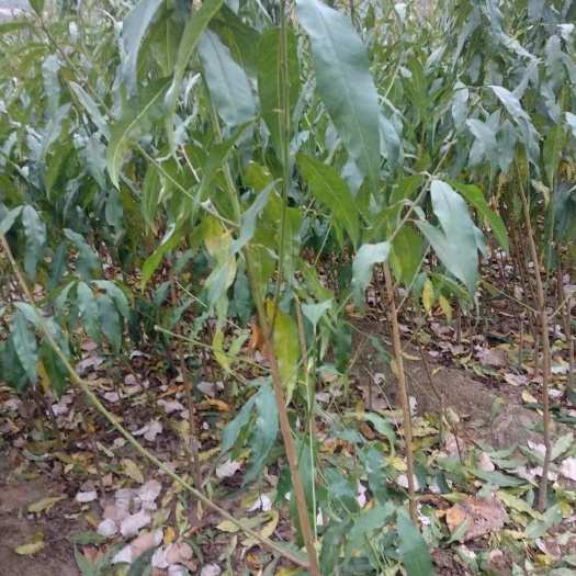 邹城市中油蟠7号桃苗 中油蟠7号及风味天后，欢迎(壹柒伍)(陆贰贰壹)(伍叁零酒)