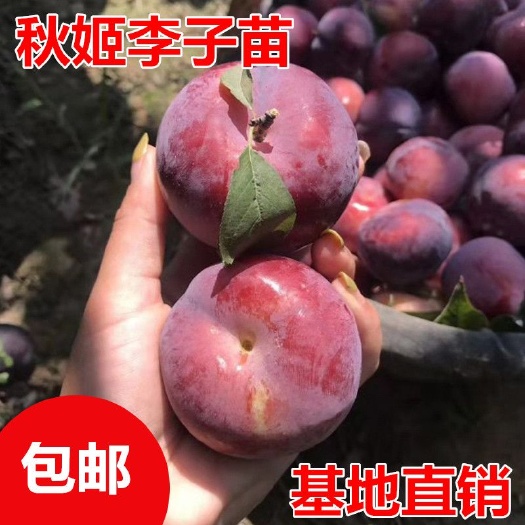 平邑县 秋姬李子苗适合南北方种植