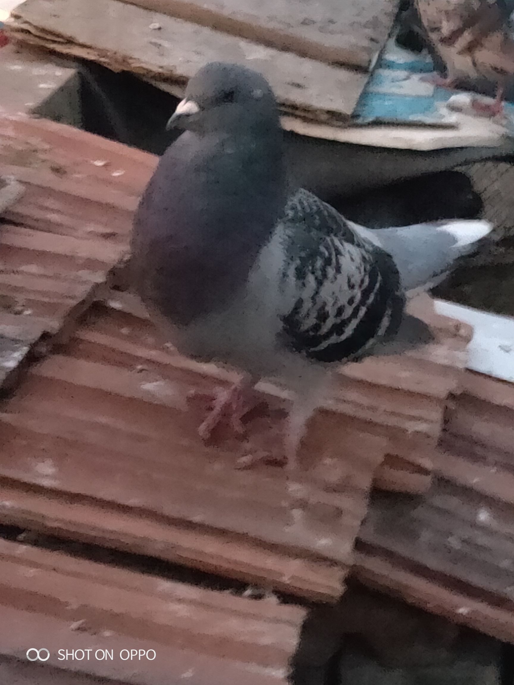 落地王鸽  落地王种鸽！繁殖能力强。抗病能力强。生长速度快。一斤多左右。