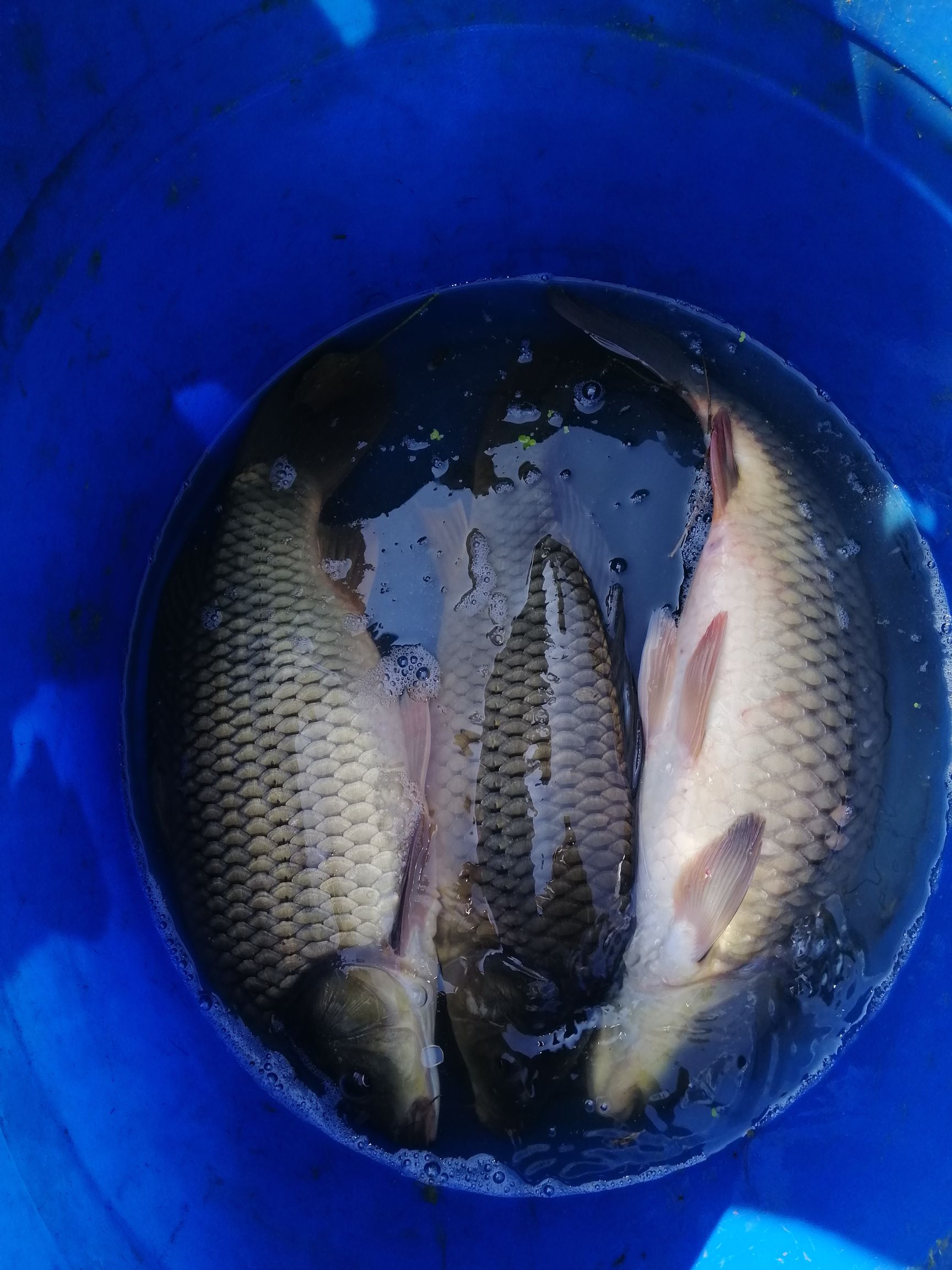 1-6斤湘云鲤鲫鱼低价销售 6.50 元/斤