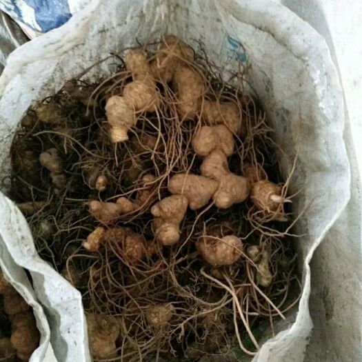 蒙自市滇黄精 块