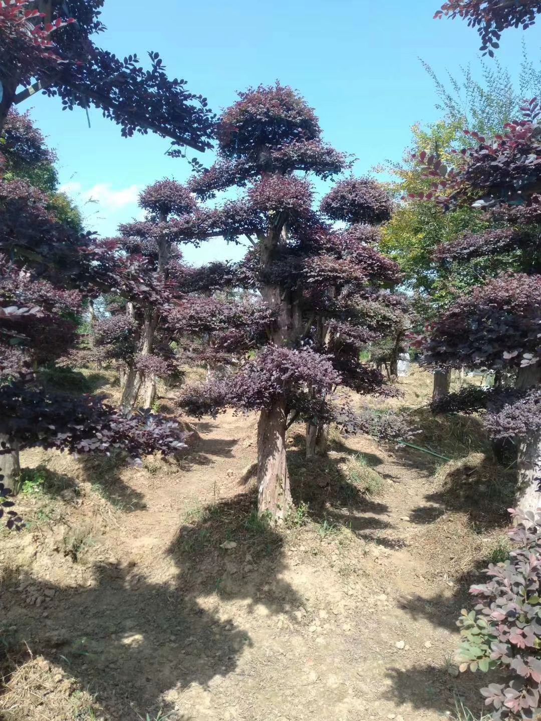 红花继木造型树