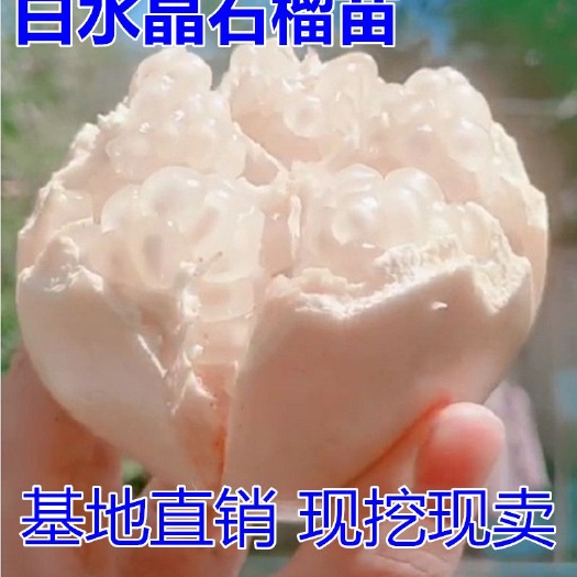 平邑县水晶石榴树苗 白水晶石榴苗适合南北方种植