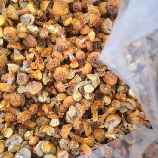 曲周县基地 常年供应，姬松茸干品，姬松茸鲜货，