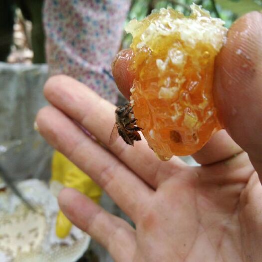 金寨县 大别山野生百蜂蜜 土蜂蜜