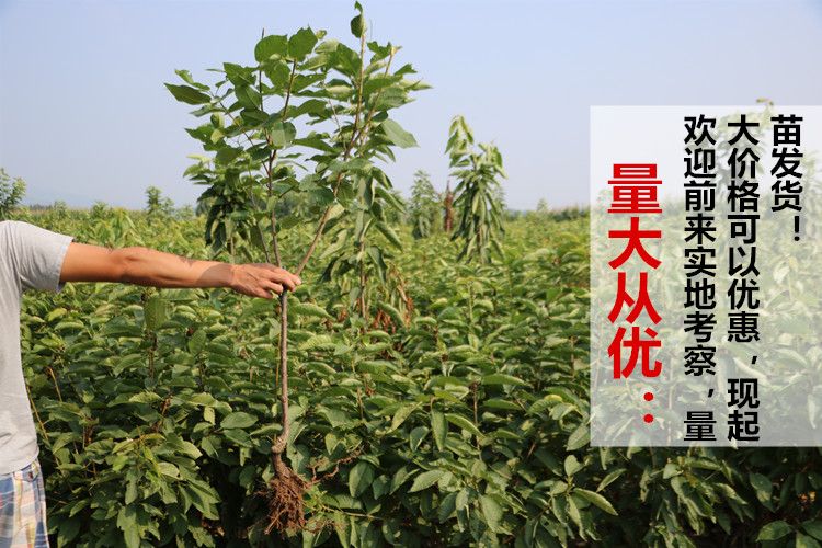 黄蜜樱桃苗适合南北方种植