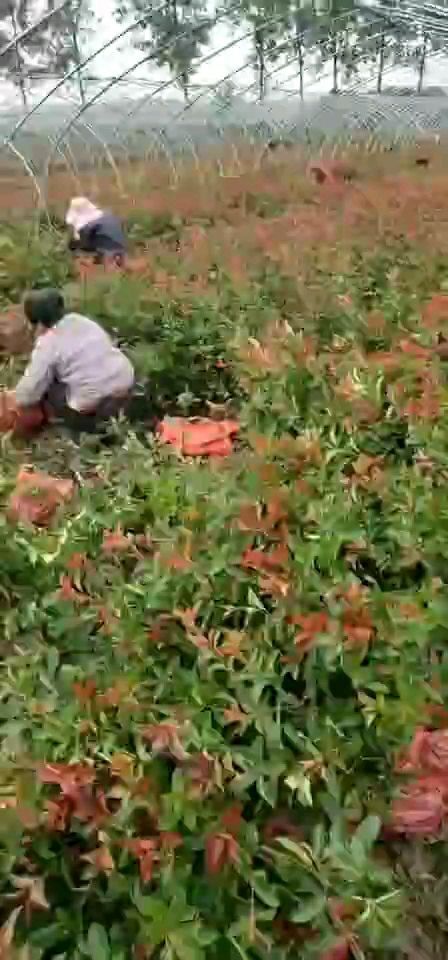 沭阳县 苗圃量大种植红叶石楠杯苗