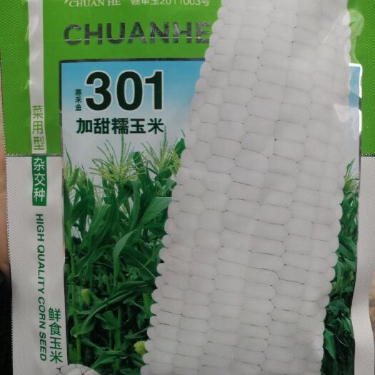 郑州 白甜糯玉米种子 鲜食玉米种子  果穗粗大 产量高 高抗病