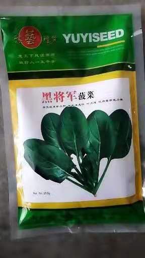 圆叶菠菜种子  菠菜种子（菠菜种子）