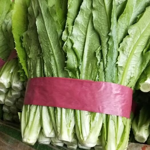 邯郸 精品油麦菜