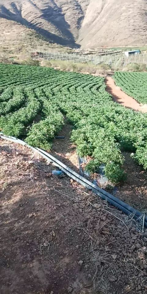 永胜县 天竺葵种苗