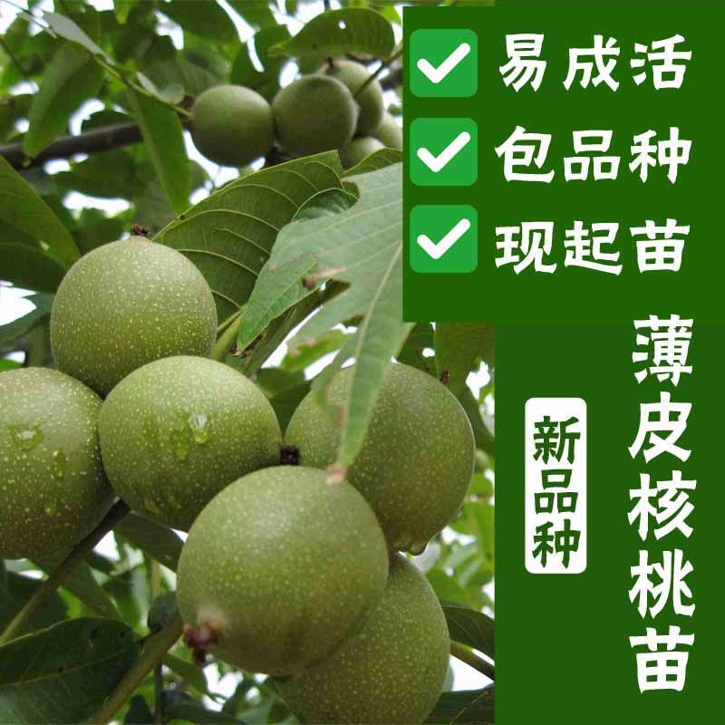 薄皮核桃苗适合南北方种植