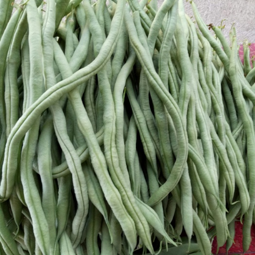 昌宁县架豆王豆角 精品豆王大量上市，物美价廉，需要电联！