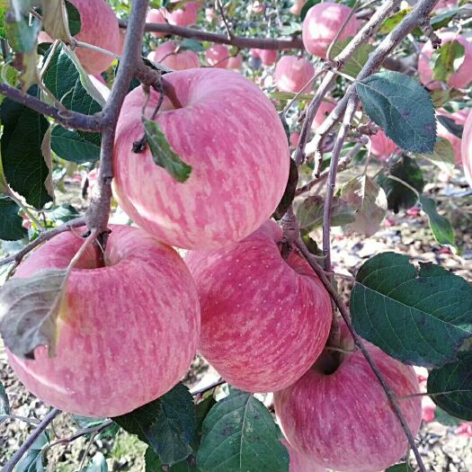 日照 条纹苹果苹果产地。。75起步