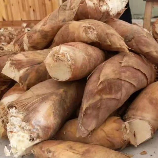  蜀南竹海冬笋已大量上市，货源充足
