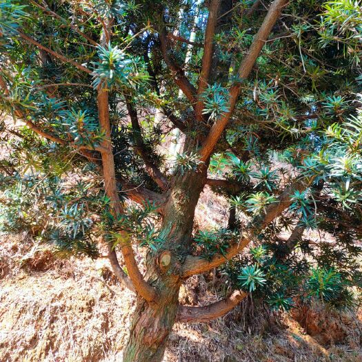 浏阳市 占地罗汉松二十公分