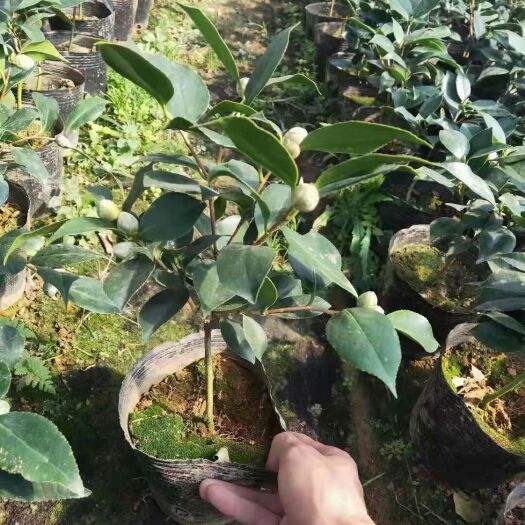 漳平市 赤丹，五色赤丹，香妃
